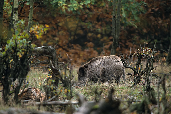 Schwarzwild (Sus scrofa)