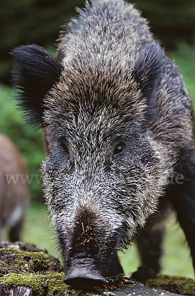 Schwarzwild (Sus scrofa)