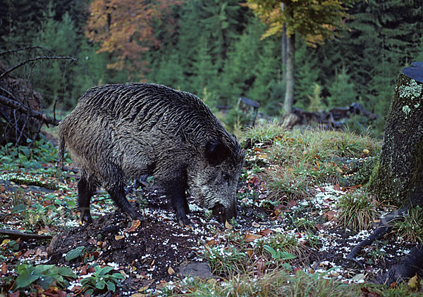 Schwarzwild (Sus scrofa)