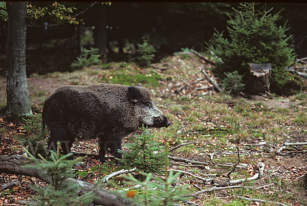 Schwarzwild (Sus scrofa)