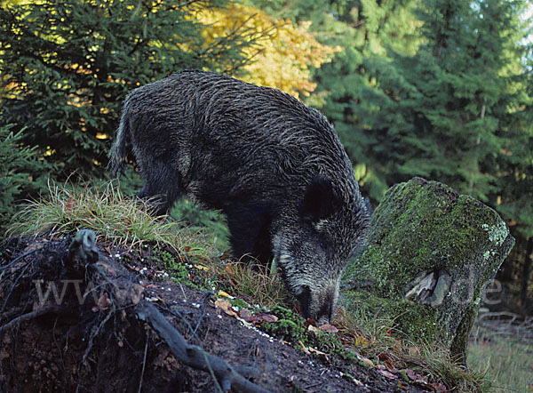 Schwarzwild (Sus scrofa)