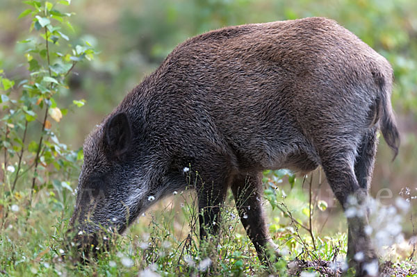 Schwarzwild (Sus scrofa)