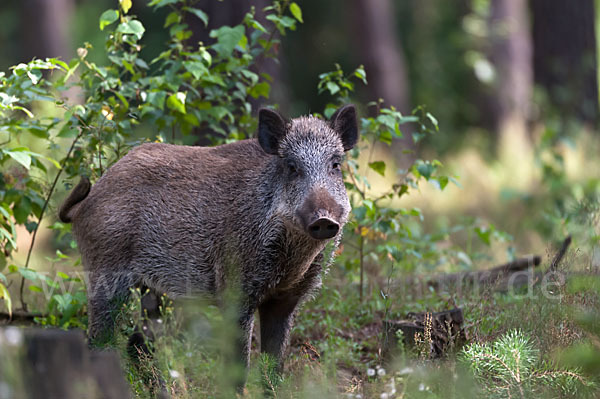 Schwarzwild (Sus scrofa)