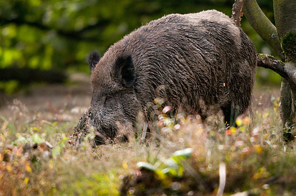 Schwarzwild (Sus scrofa)