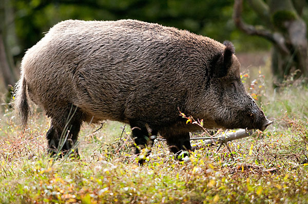 Schwarzwild (Sus scrofa)