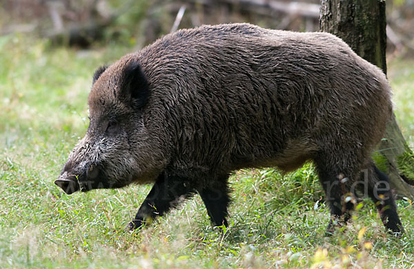 Schwarzwild (Sus scrofa)