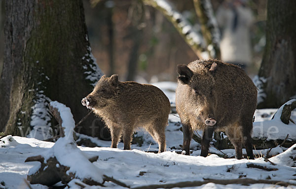 Schwarzwild (Sus scrofa)