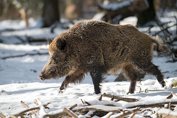 Schwarzwild (Sus scrofa)