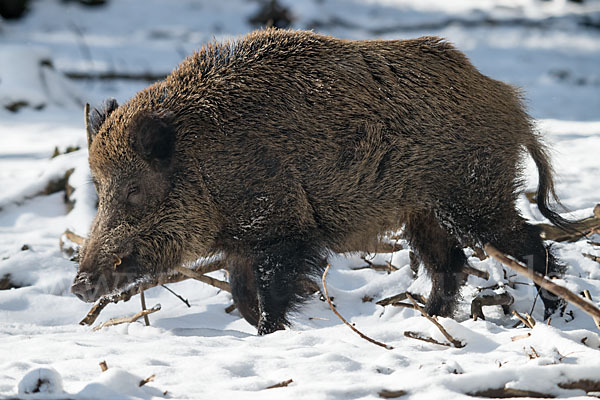 Schwarzwild (Sus scrofa)