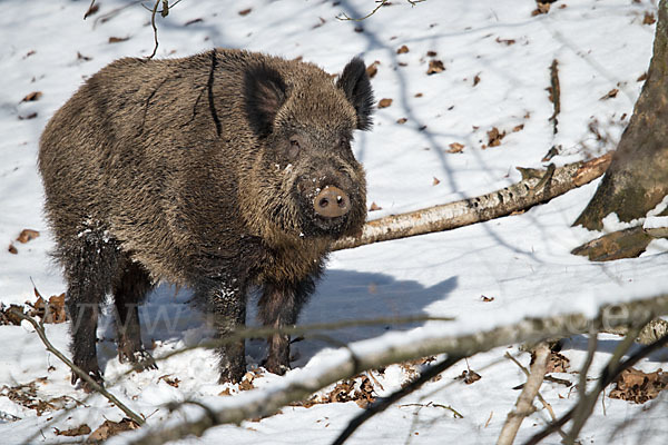 Schwarzwild (Sus scrofa)