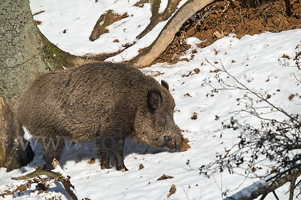 Schwarzwild (Sus scrofa)