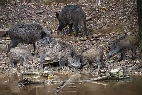 Schwarzwild (Sus scrofa)