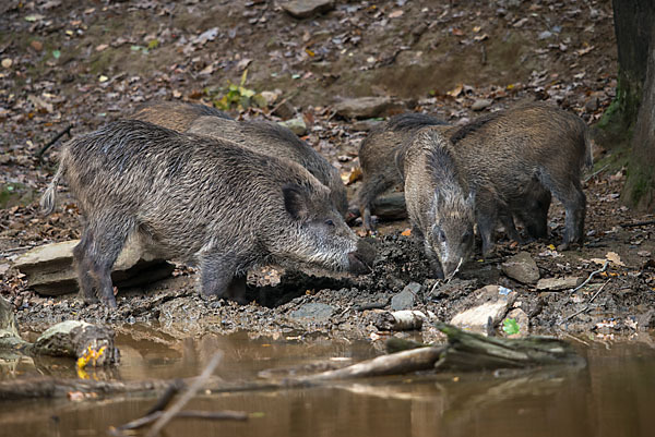 Schwarzwild (Sus scrofa)