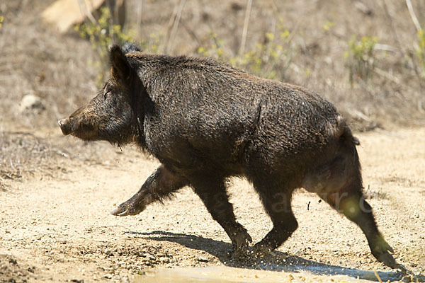 Schwarzwild (Sus scrofa)