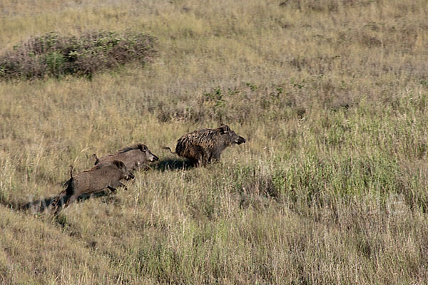 Schwarzwild (Sus scrofa)