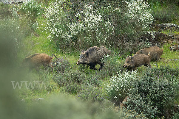 Schwarzwild (Sus scrofa)