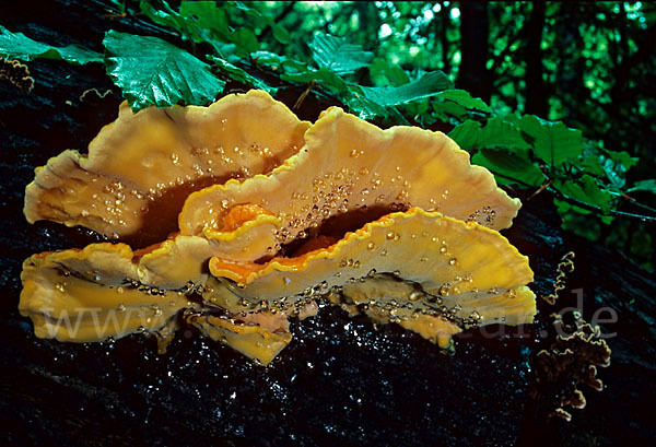 Schwefelporling (Laetiporus sulphureus)