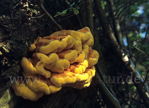 Schwefelporling (Laetiporus sulphureus)