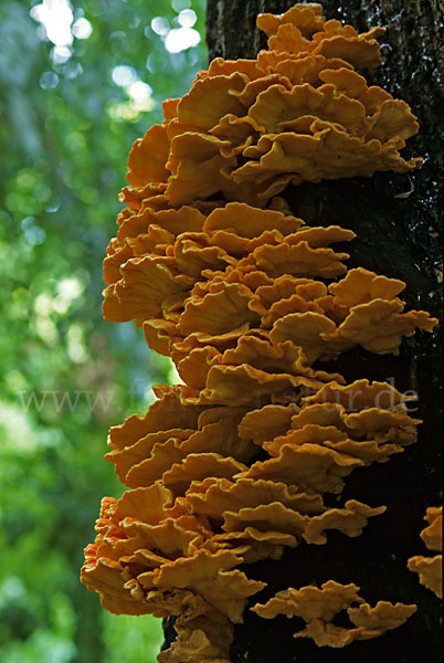 Schwefelporling (Laetiporus sulphureus)