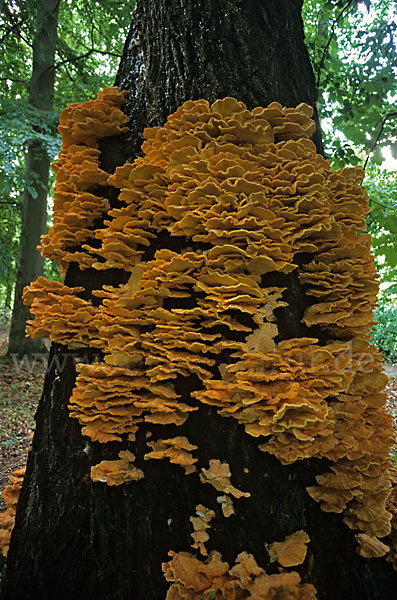 Schwefelporling (Laetiporus sulphureus)