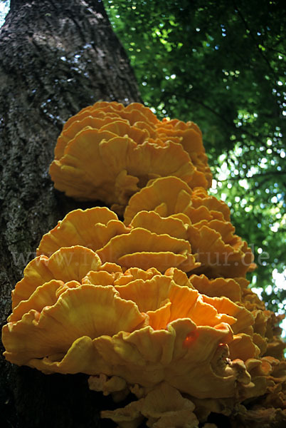 Schwefelporling (Laetiporus sulphureus)