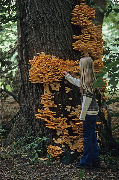 Schwefelporling (Laetiporus sulphureus)