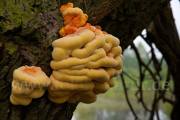 Schwefelporling (Laetiporus sulphureus)