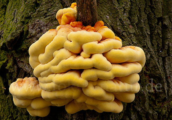 Schwefelporling (Laetiporus sulphureus)