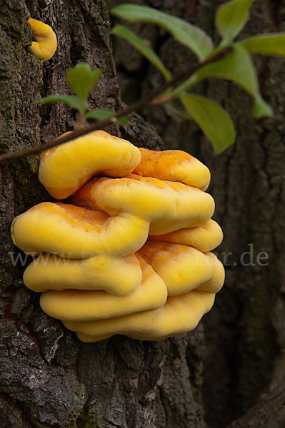 Schwefelporling (Laetiporus sulphureus)