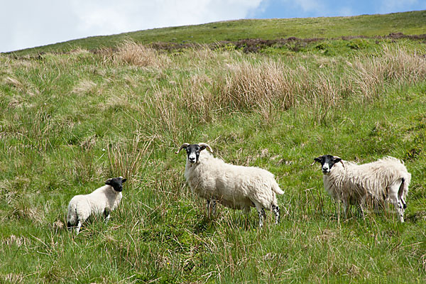 Scottish Blackface Schaf (Ovis gmelini aries sspec.7)