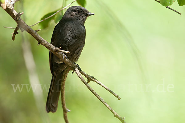 Senegaldrongoschnäpper (Melaenornis edolioides)