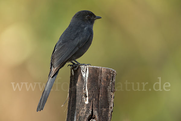 Senegaldrongoschnäpper (Melaenornis edolioides)