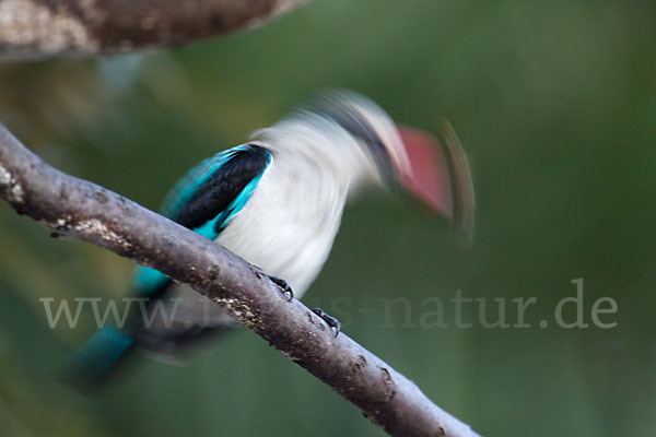 Senegalliest (Halcyon senegalensis)