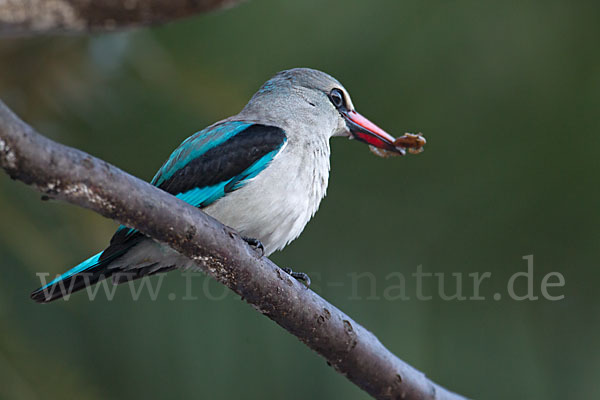 Senegalliest (Halcyon senegalensis)