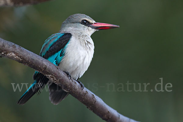 Senegalliest (Halcyon senegalensis)