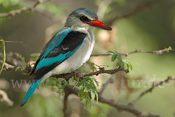 Senegalliest (Halcyon senegalensis)