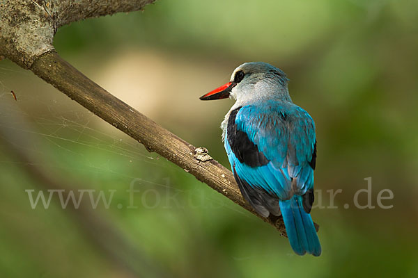 Senegalliest (Halcyon senegalensis)