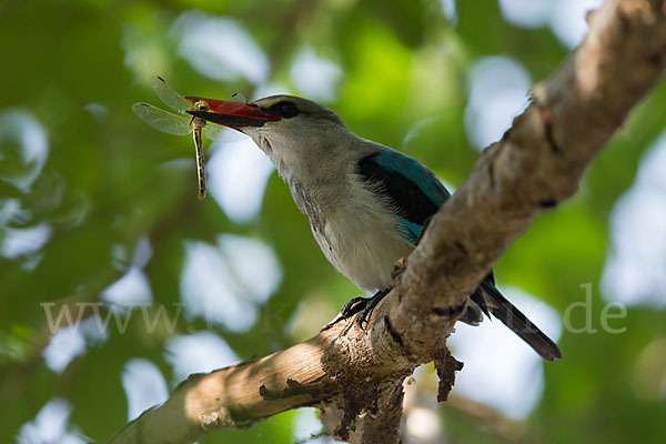 Senegalliest (Halcyon senegalensis)