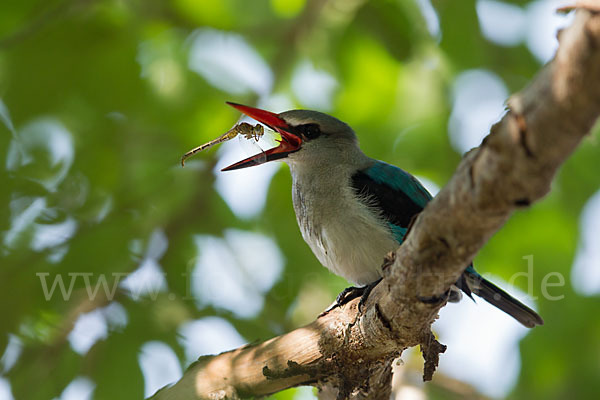 Senegalliest (Halcyon senegalensis)