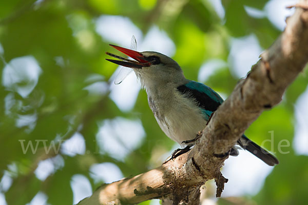 Senegalliest (Halcyon senegalensis)