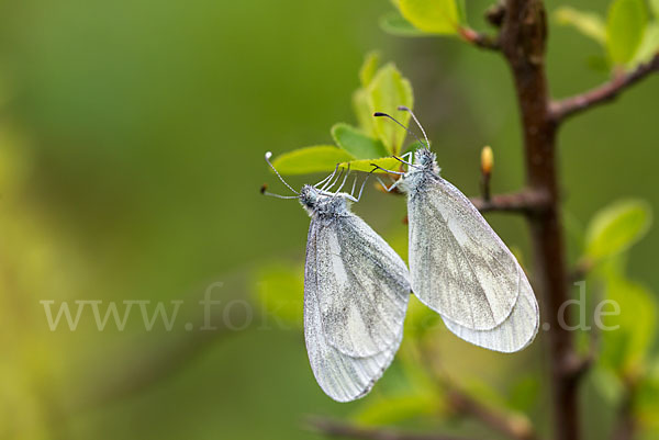 Senfweißling (Leptidea sinapis)