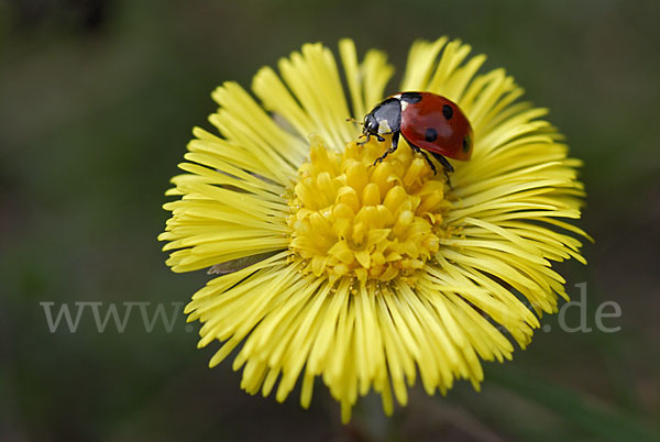 Siebenpunkt-Marienkäfer (Coccinella septempunctata)