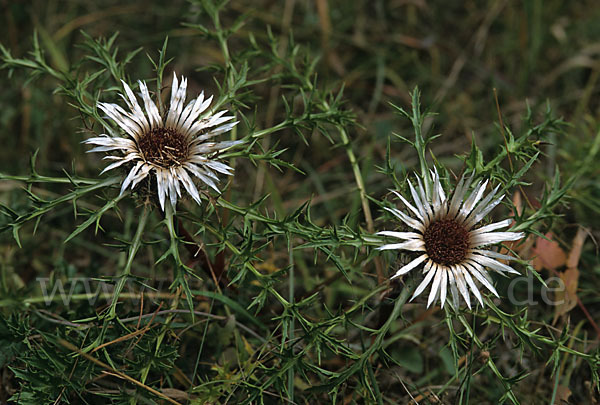 Silberdistel (Carlina acaulis)