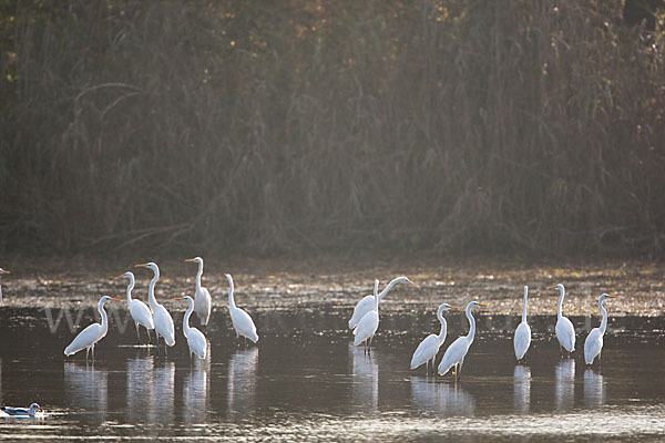 Silberreiher (Egretta alba)