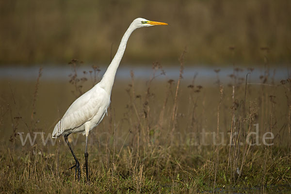 Silberreiher (Egretta alba)