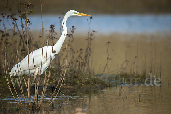 Silberreiher (Egretta alba)