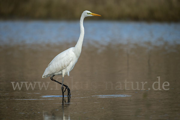 Silberreiher (Egretta alba)