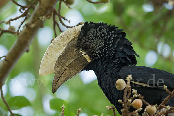 Silberwangen-Hornvogel (Bycanistes brevis)