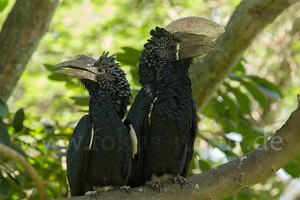 Silberwangen-Hornvogel (Bycanistes brevis)