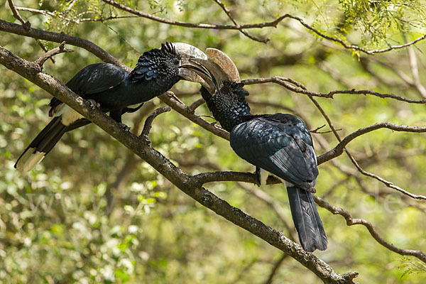 Silberwangen-Hornvogel (Bycanistes brevis)